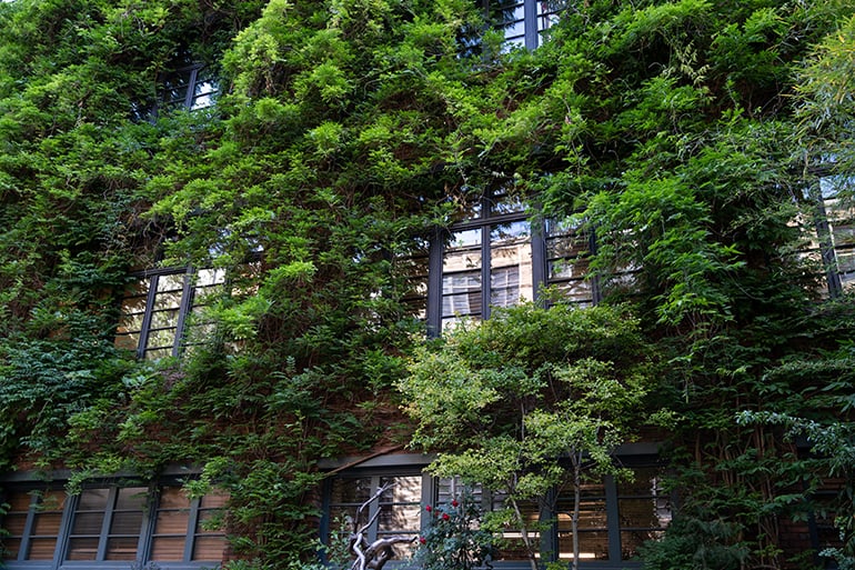 green-facade-and-eco-house-concept-vine-creeper-a-2022-05-30-22-32-07-utc